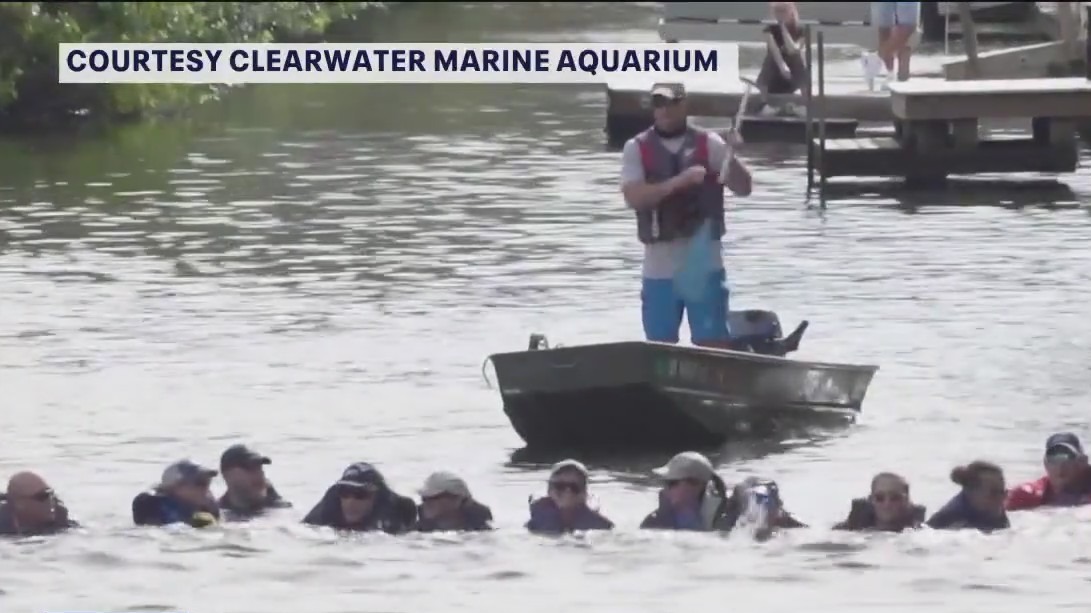 Rescuers form human chain to help dolphin